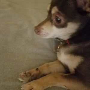 Meet your Posher, Donald